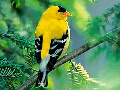 American Goldfinch